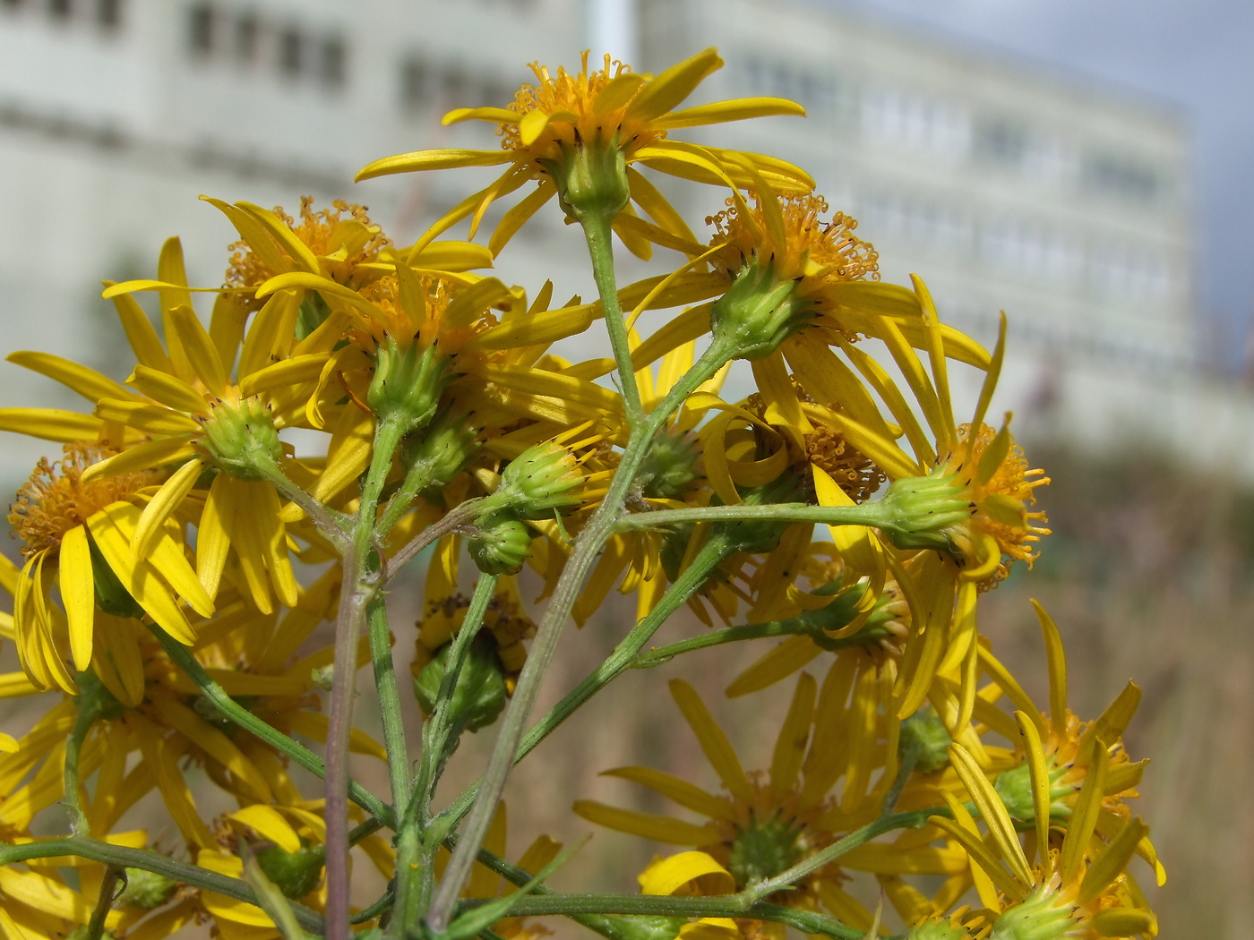 Изображение особи Senecio jacobaea.