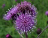 Cirsium helenioides