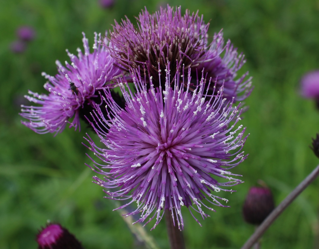 Изображение особи Cirsium helenioides.