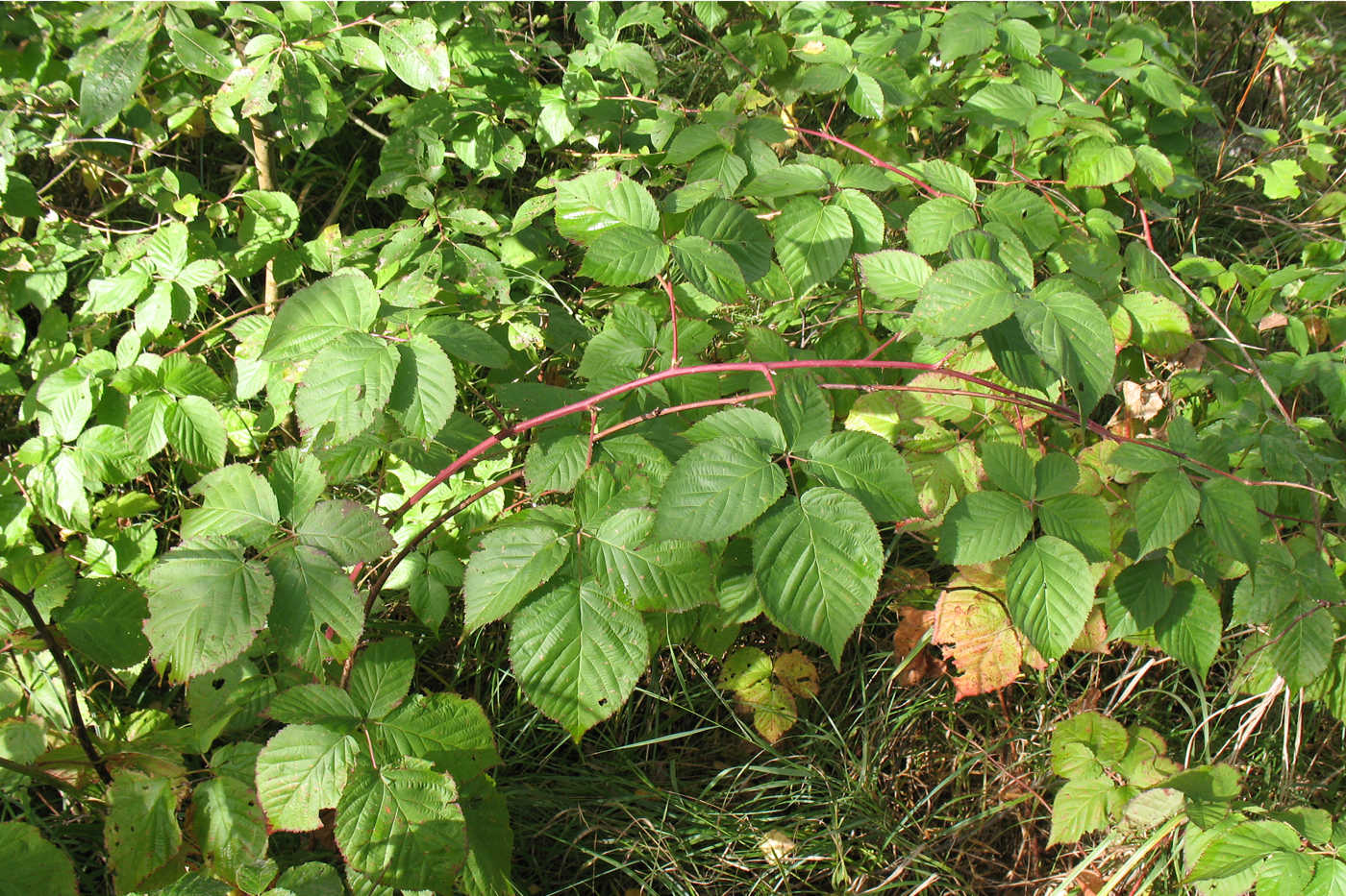 Изображение особи Rubus nessensis.