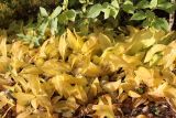 Convallaria majalis. Вегетирующие растения с отмирающими на зиму листьями в осенней окраске. Москва, Тёплый Стан, в палисаднике. 7 октября 2018 г.