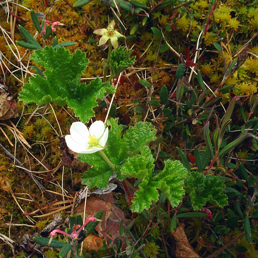 Изображение особи Rubus chamaemorus.