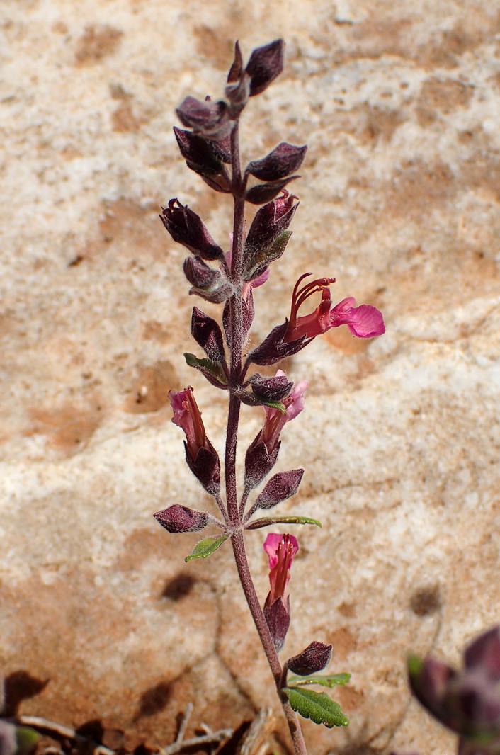 Изображение особи Teucrium divaricatum.