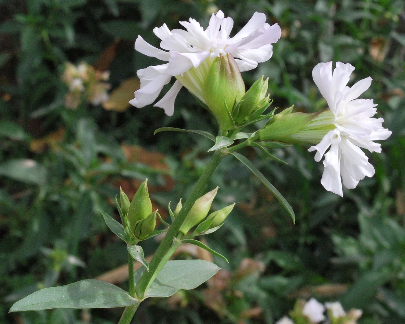 Image of Saponaria officinalis f. pleniflora specimen.