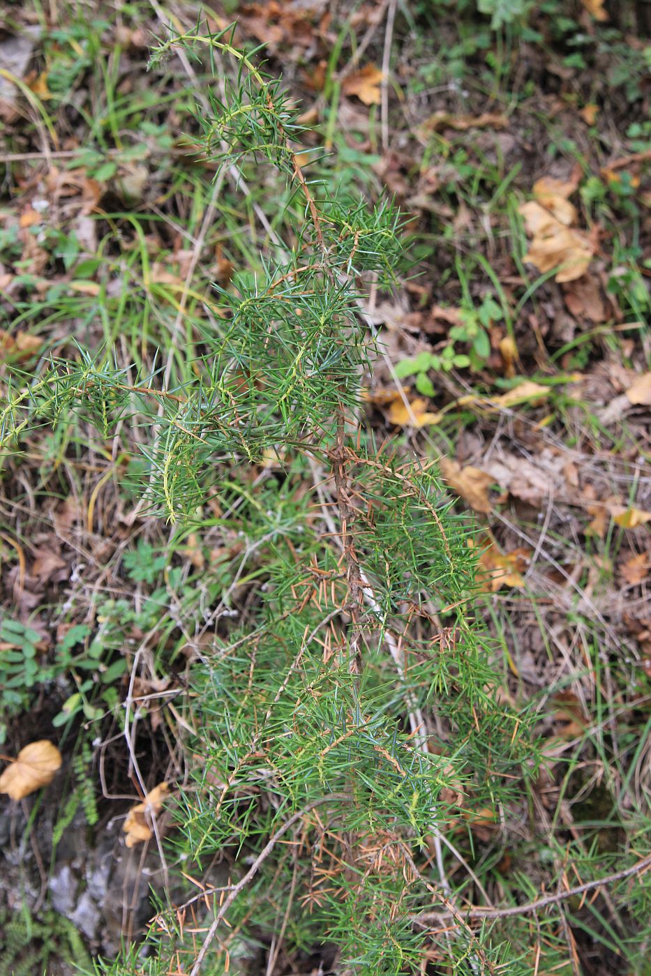 Image of Juniperus oblonga specimen.