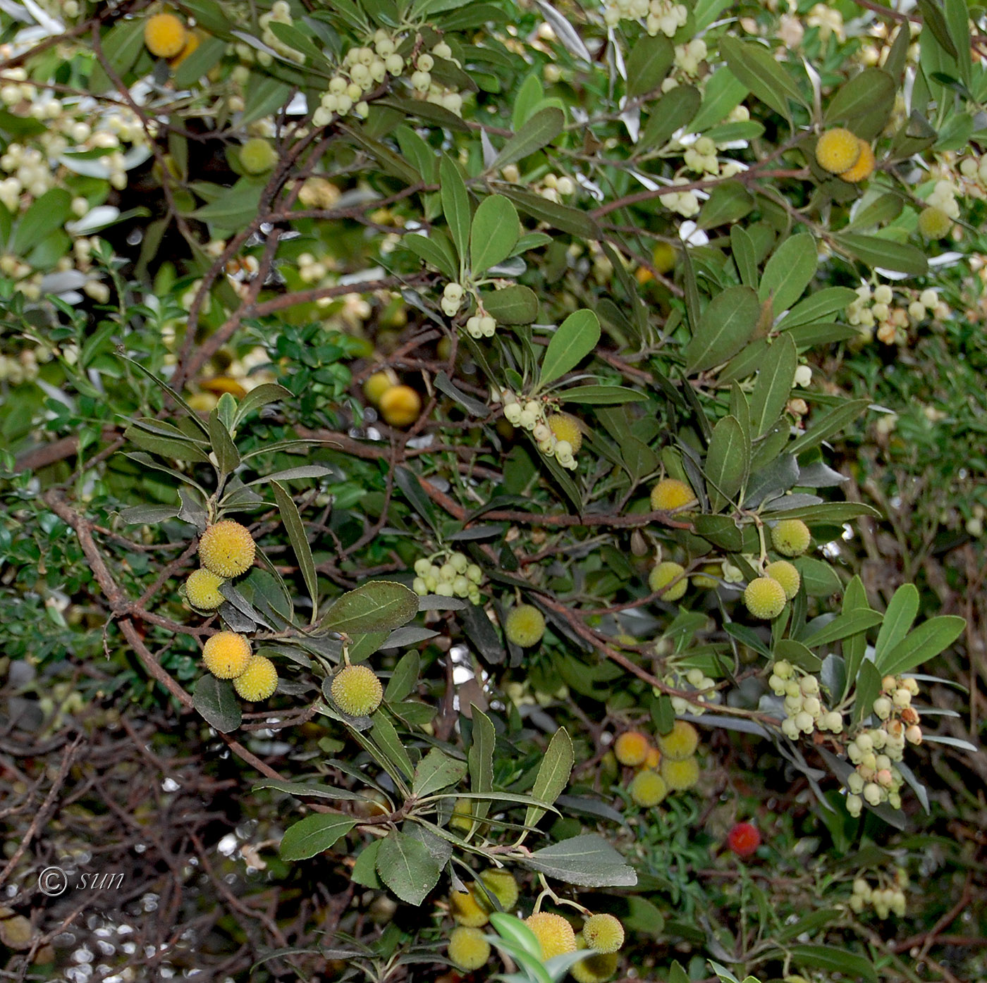 Image of Arbutus unedo specimen.