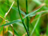 Dianthus carthusianorum. Средняя часть стебля с листьями. Украина, Ивано-Франковская обл., Долинский р-н, Старомизунский сельсовет, окр. с. Новый Мизунь, сенокосный луг. 07.07.2018.