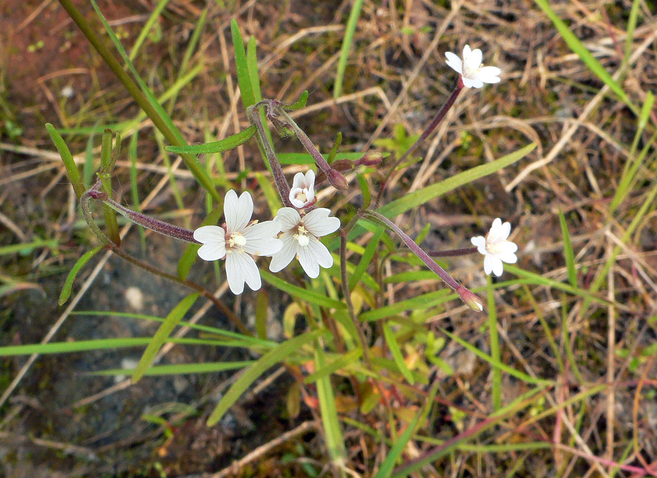 Image of Epilobium palustre specimen.