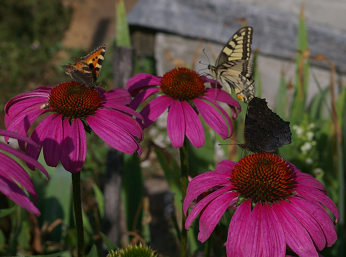 Image of Echinacea purpurea specimen.