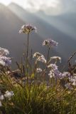 Gypsophila tenuifolia