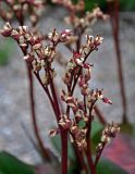 Bergenia crassifolia. Соплодия. Красноярский край, Ермаковский р-н, природный парк \"Ергаки\", гора Птица, ≈ 2000 м н.у.м., каменистый склон на окраине ерника. 16.07.2018.