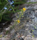 Alyssum trichostachyum