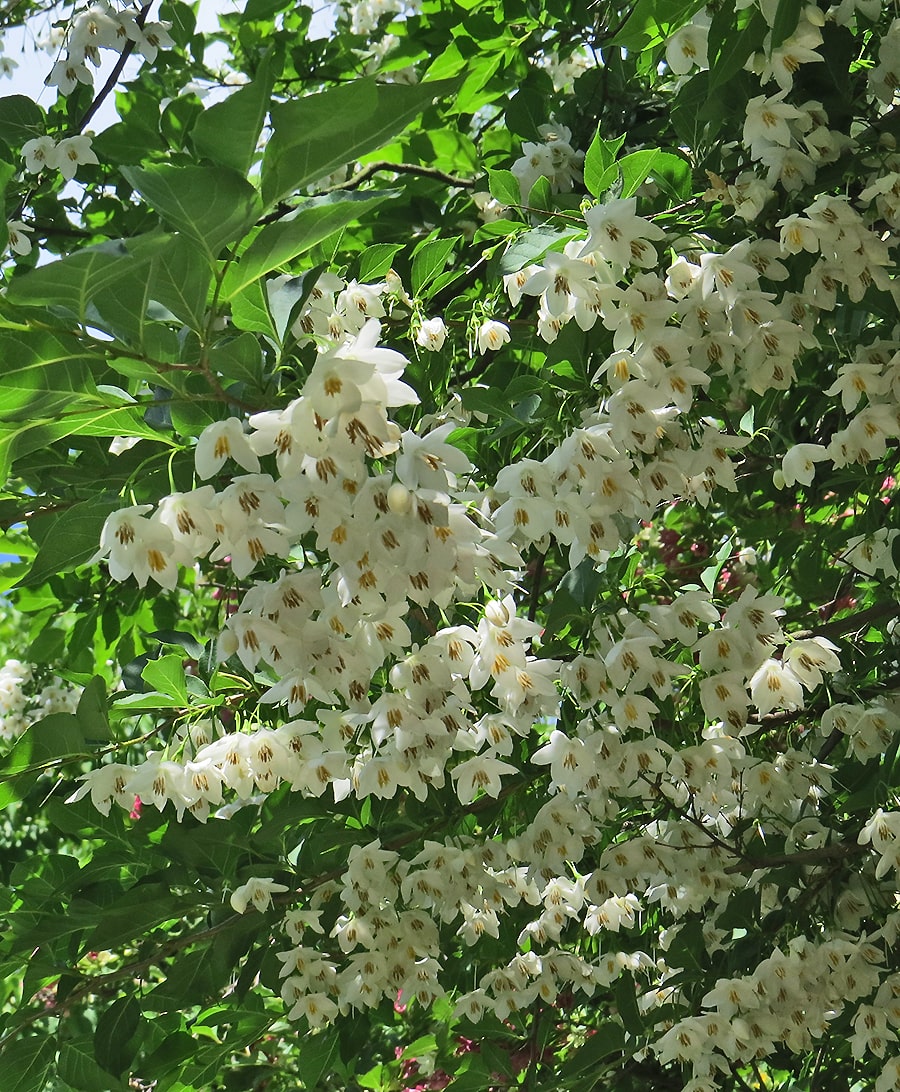 Image of Styrax japonicus specimen.