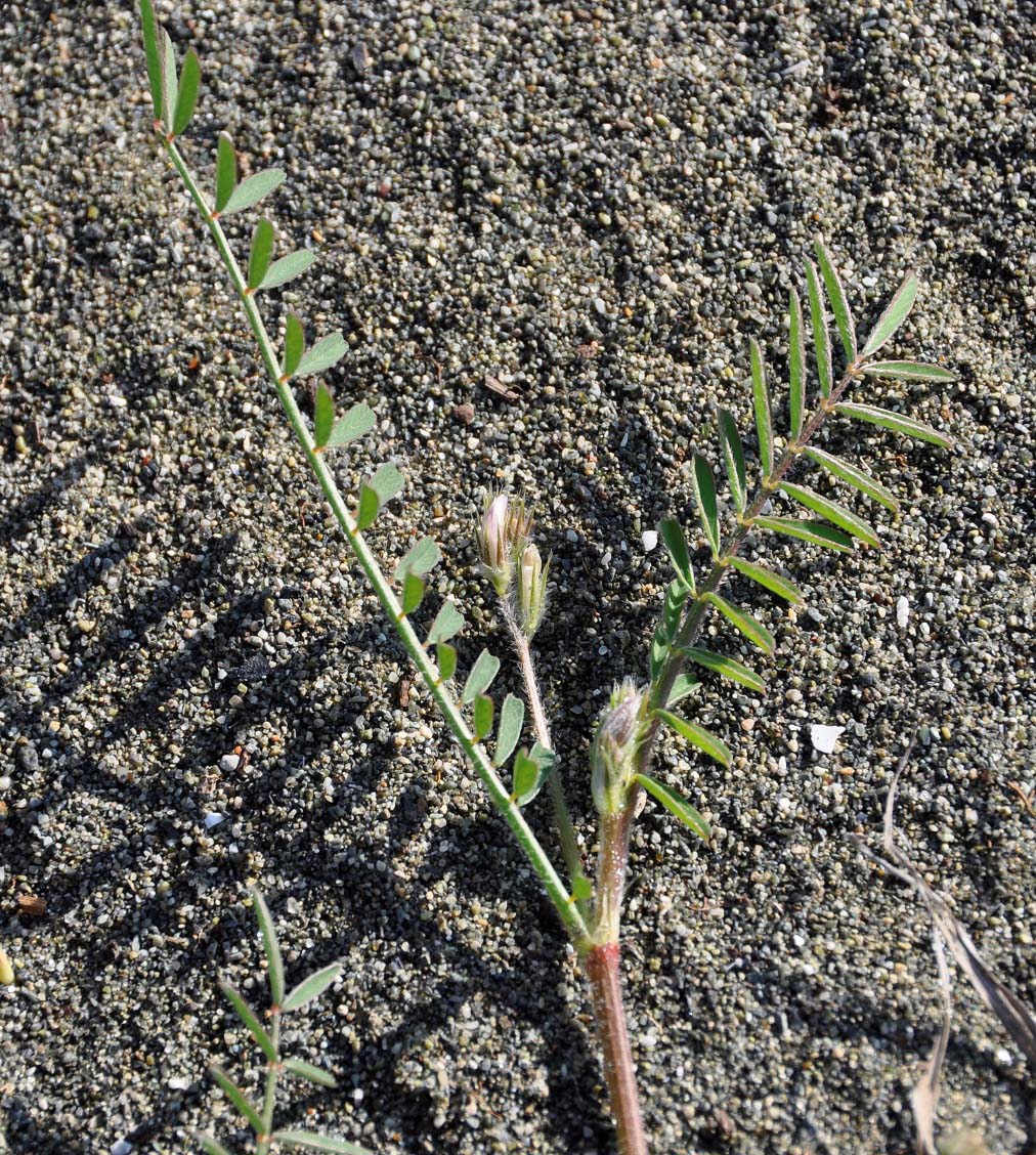 Image of genus Onobrychis specimen.