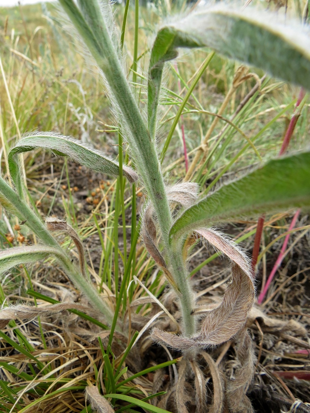 Изображение особи Pilosella echioides.