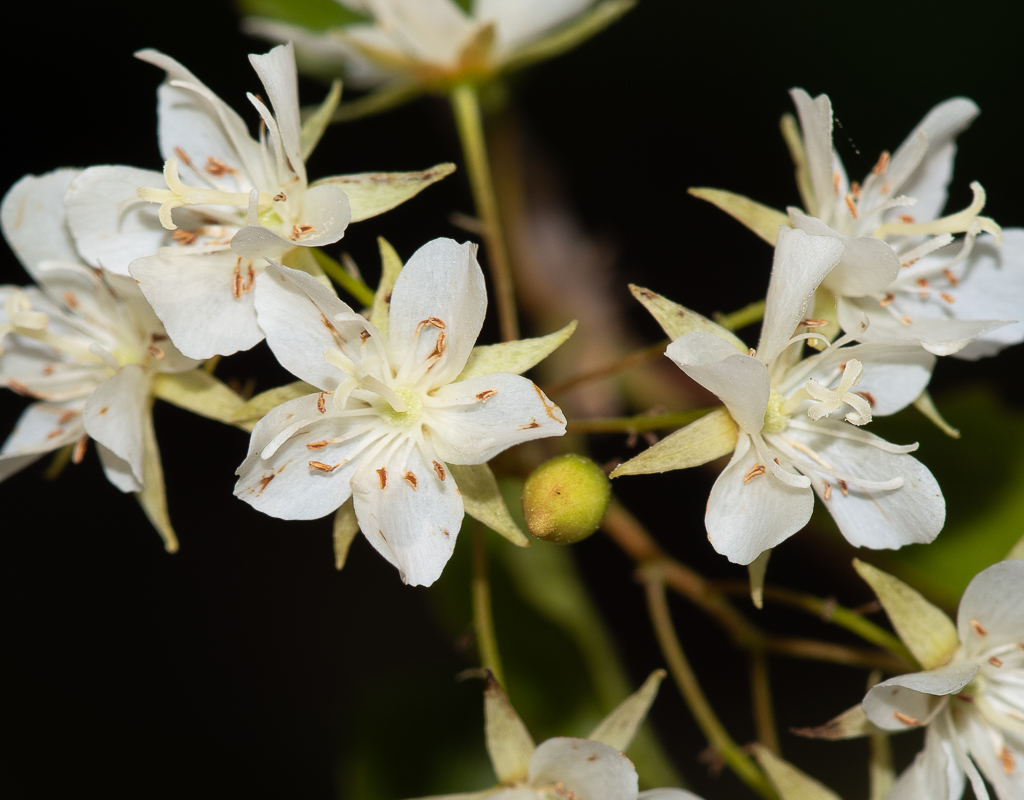 Изображение особи Dombeya kirkii.