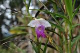 Arundina graminifolia