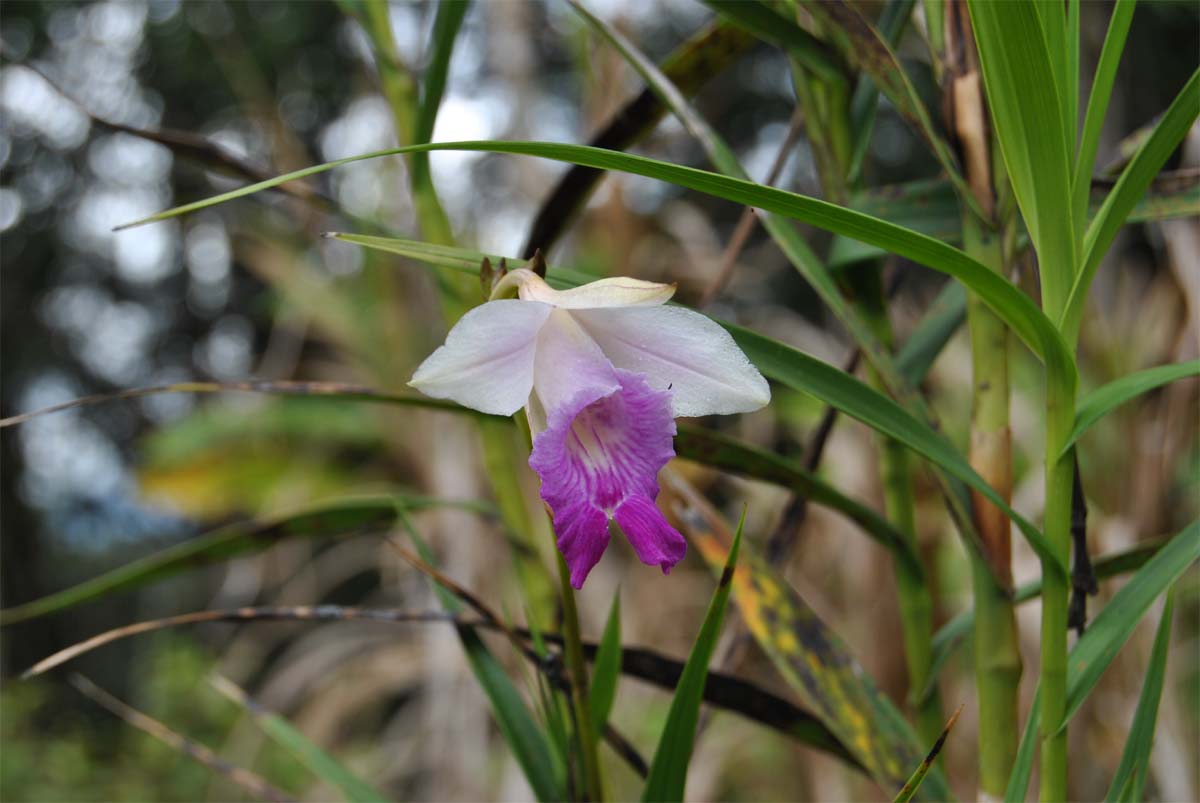 Изображение особи Arundina graminifolia.