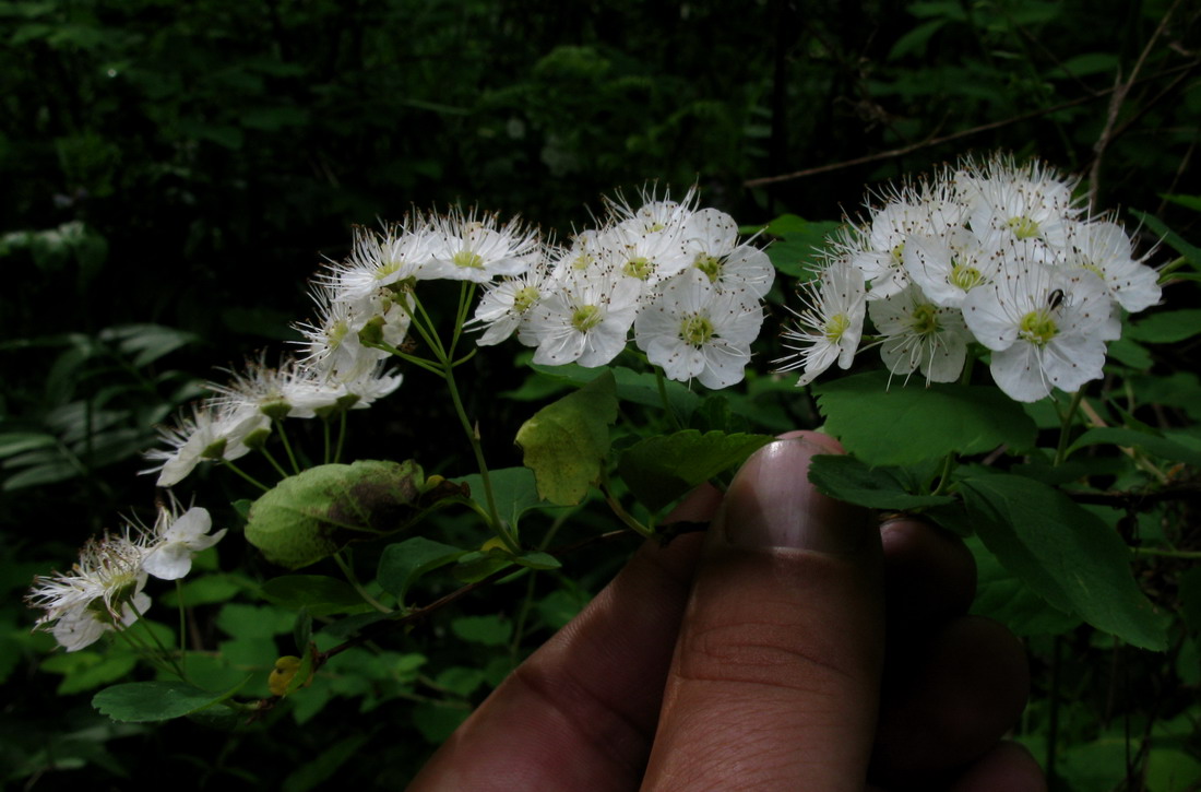 Изображение особи Spiraea flexuosa.