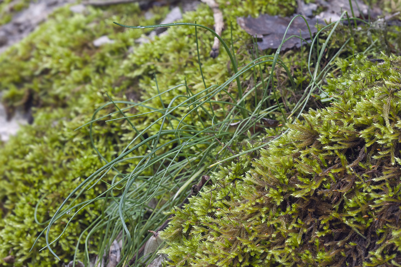 Image of Allium rupestre specimen.