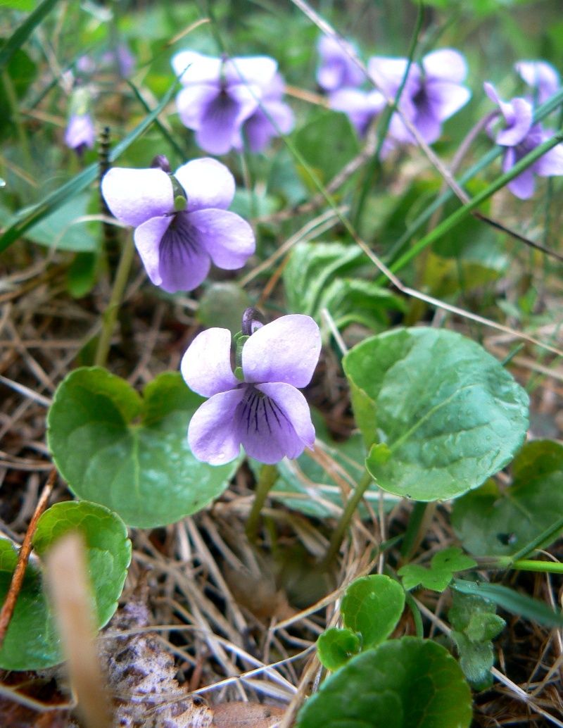 Image of Viola palustris specimen.
