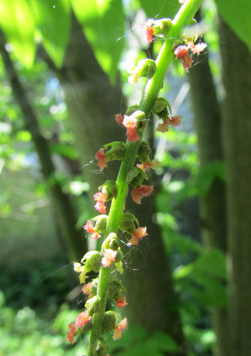 Image of Pterocarya rhoifolia specimen.