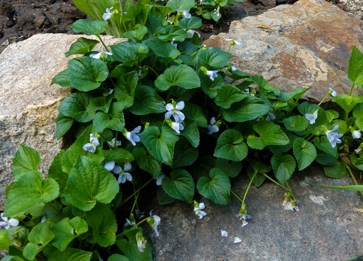 Image of Viola sororia specimen.