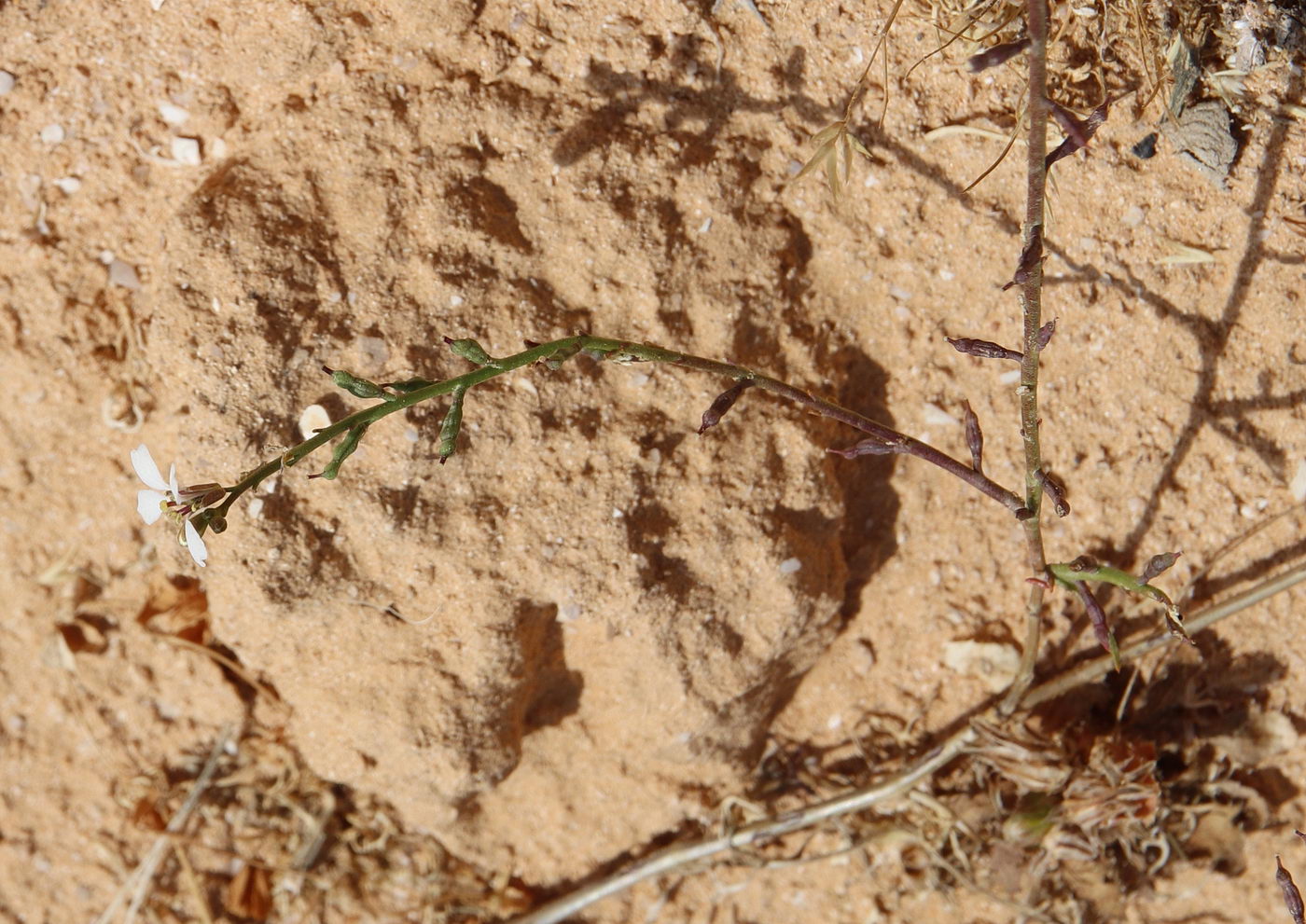 Image of Erucaria microcarpa specimen.