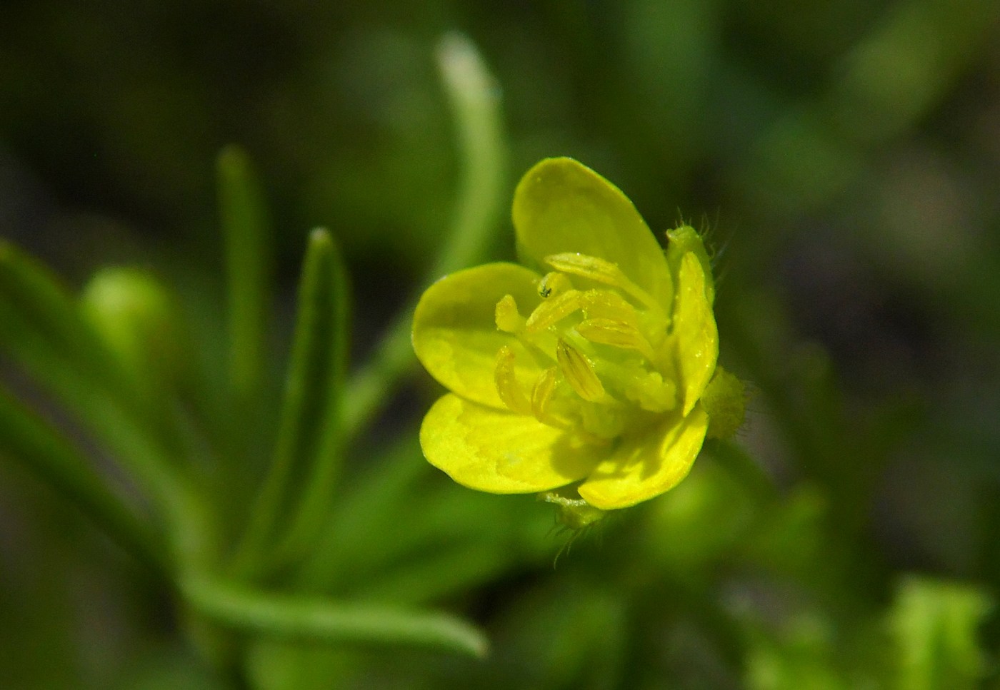 Изображение особи Ranunculus arvensis var. tuberculatus.