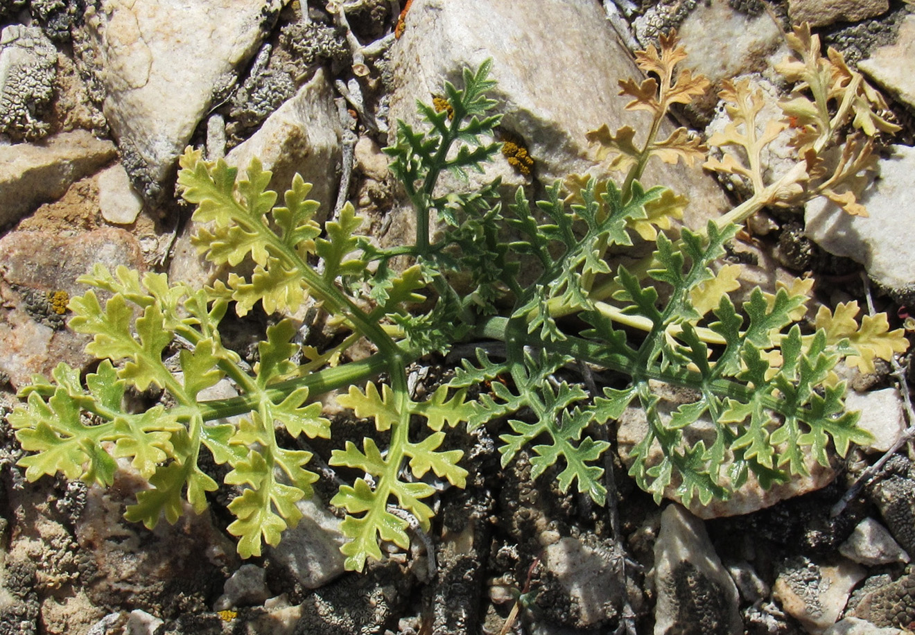 Image of Ferula syreitschikowii specimen.