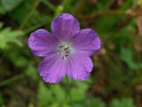 Geranium ferganense. Цветок (вариант окраски). Узбекистан, Ташкентская обл., зап. отроги Чаткальского хр., ур. Чимган, ущ. Катта-Коксай. 04.07.2010.