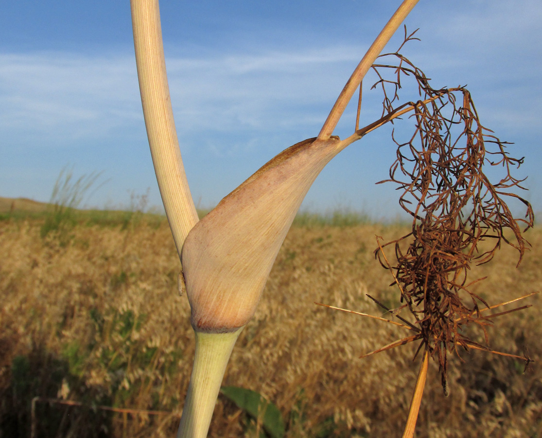 Изображение особи Ferula euxina.