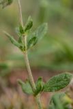 Helianthemum salicifolium. Часть побега. Крым, Керченский п-ов, Караларская степь, приморский степной склон. 30.04.2019.