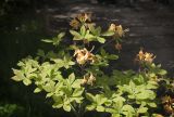 Rhododendron calendulaceum. Часть кроны отцветающего растения. Санкт-Петербург, Ботанический сад БИН РАН. 05.06.2019.