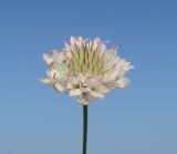 Cephalaria transsylvanica