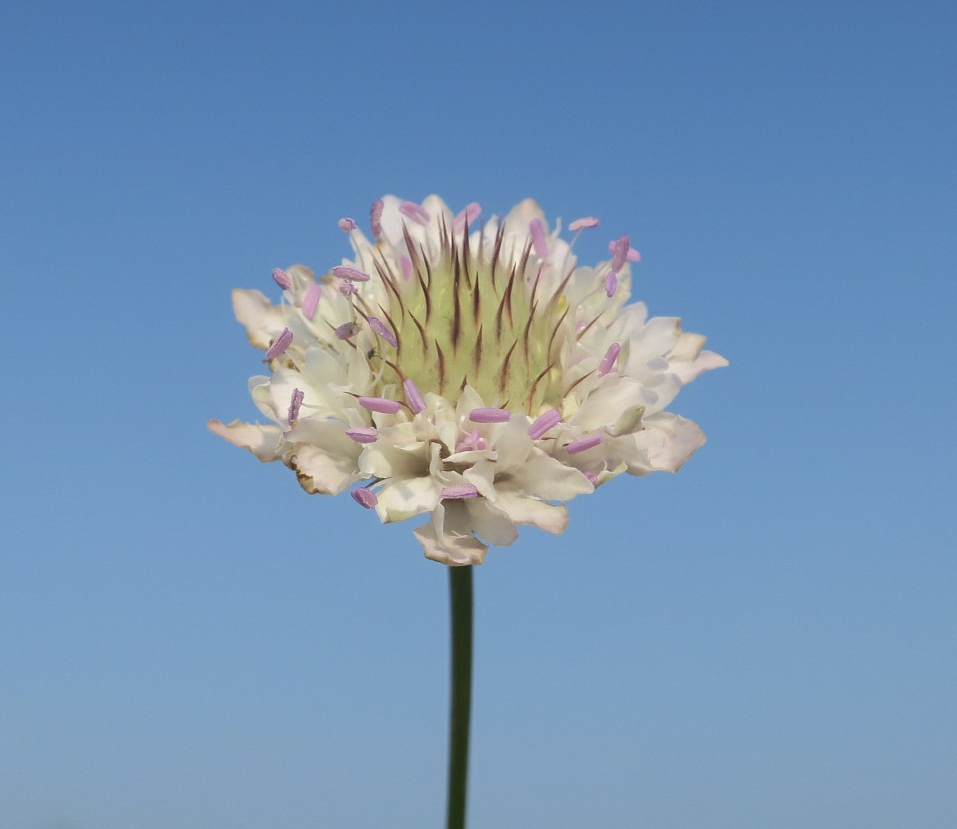 Image of Cephalaria transsylvanica specimen.