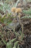 Aster serpentimontanus