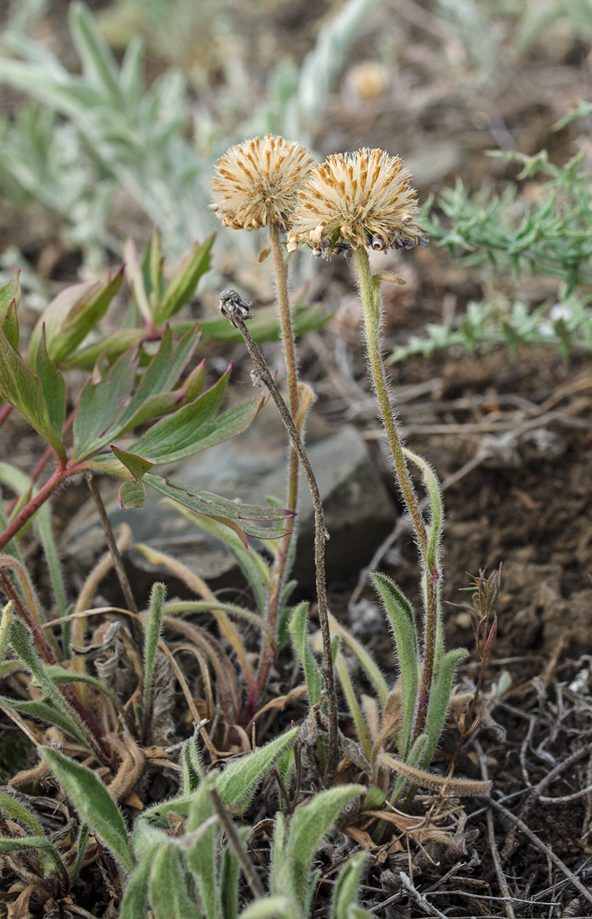 Изображение особи Aster serpentimontanus.