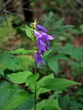 Campanula latifolia. Верхушка цветущего растения. Челябинская обл, Златоустовский гор. округ, хребет Большой Таганай, Двуглавая сопка, ≈ 800 м н.у.м., опушка смешанного леса. 06.08.2019.