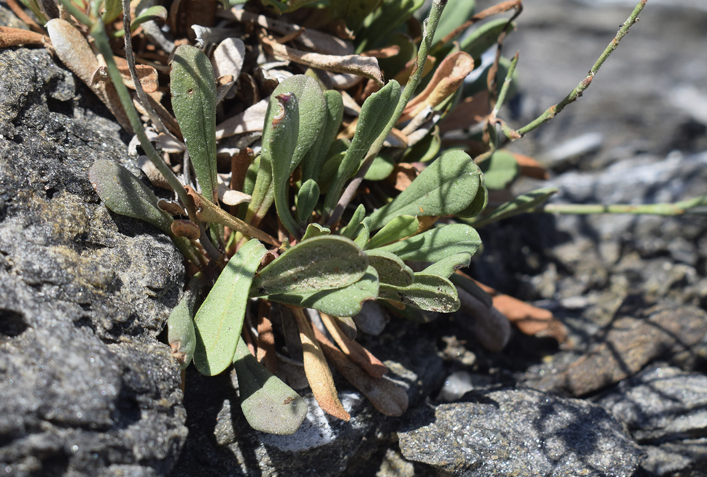 Изображение особи Limonium virgatum.