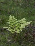 Dryopteris expansa