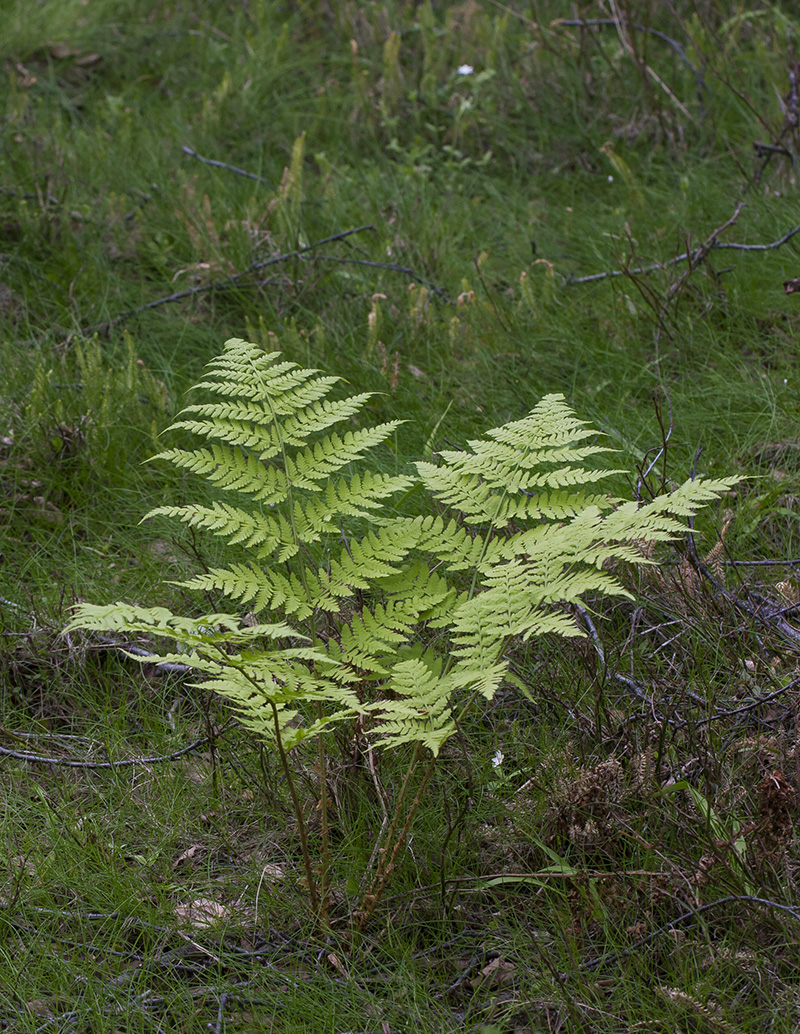 Image of Dryopteris expansa specimen.