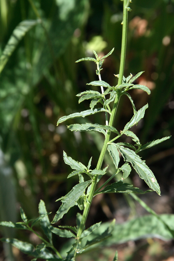 Изображение особи Scrophularia integrifolia.