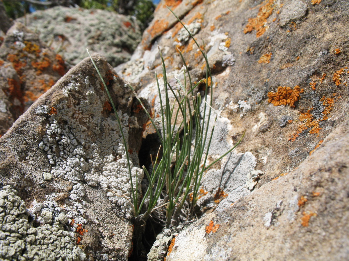 Image of Allium kokanicum specimen.