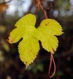 Humulus lupulus