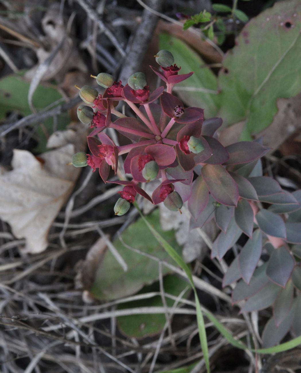 Изображение особи род Euphorbia.