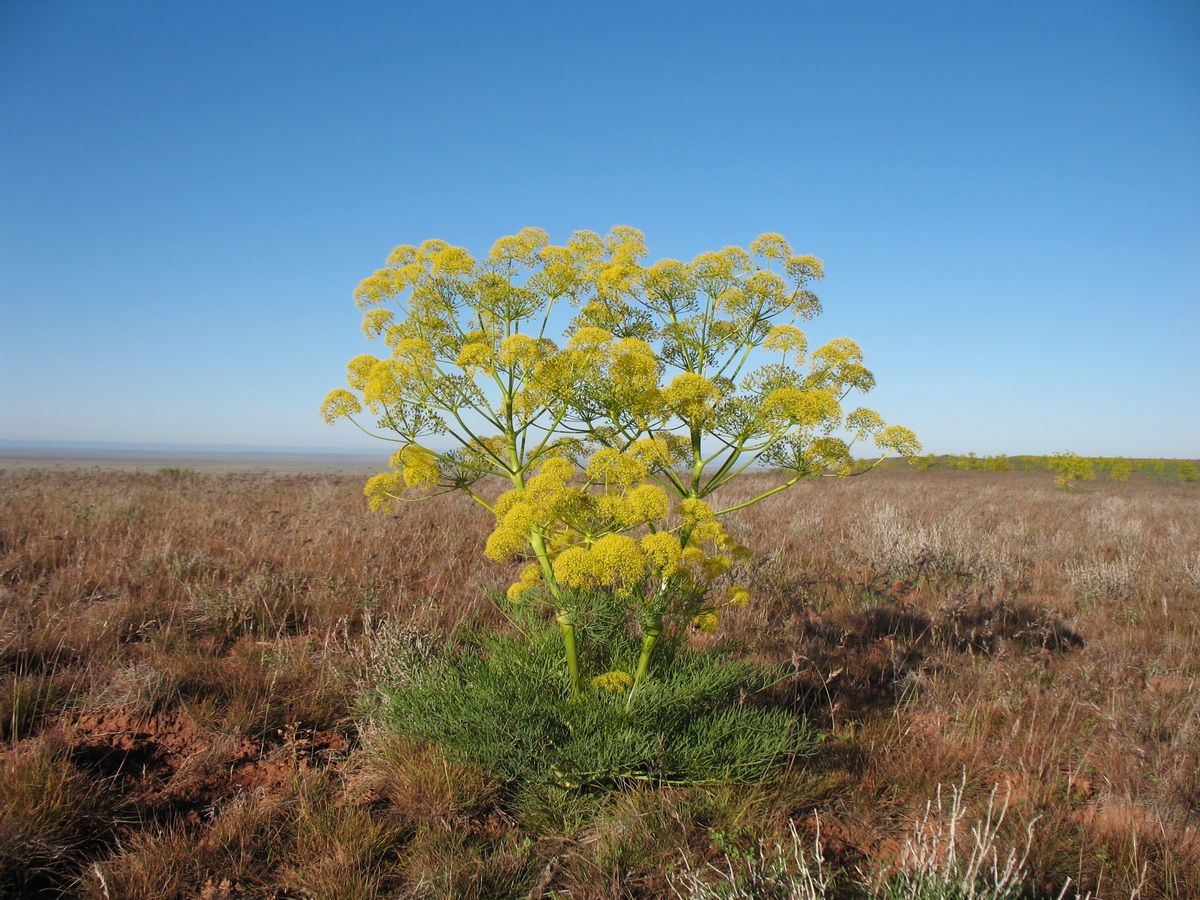 Изображение особи Ferula varia.