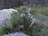 Urtica cannabina