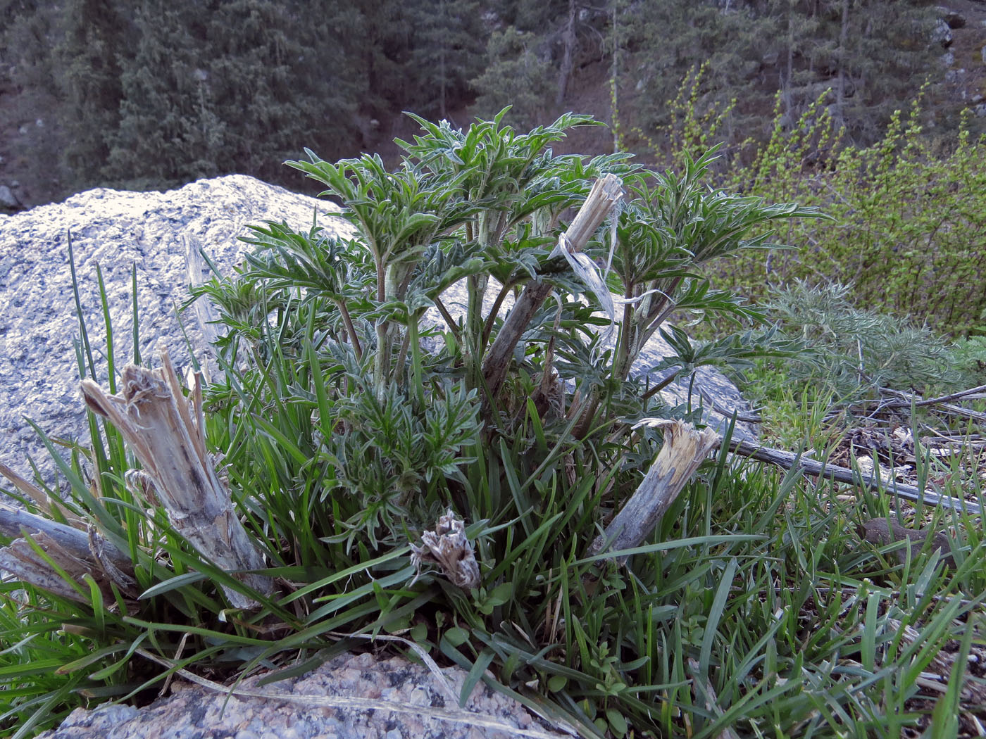 Image of Urtica cannabina specimen.