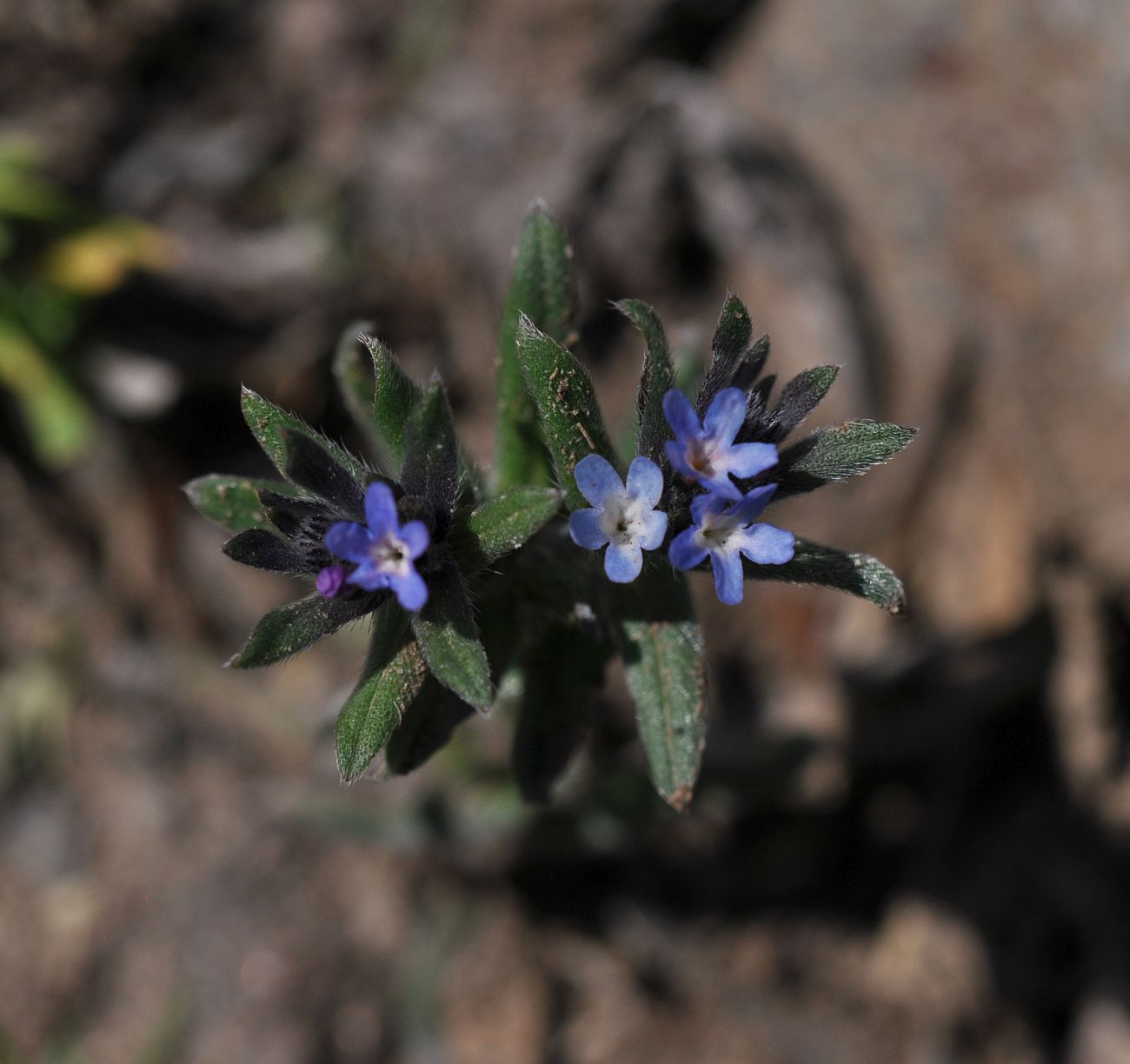 Image of Buglossoides arvensis specimen.